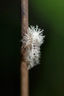 250521: Shed of Tortoise Beetle larva - Klungkung, Bali