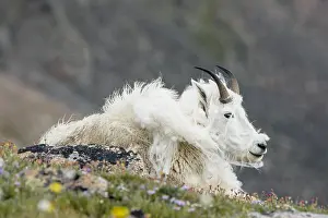 Oreamnos: Shedding Mountain Goat (Oreamnos americanus) on