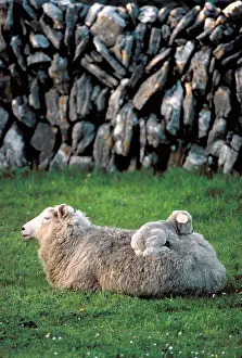 Ewes: Sheep