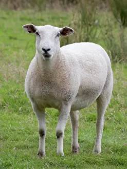 200621: Sheep