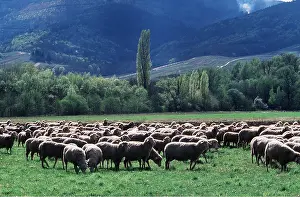 Herds: SHEEP