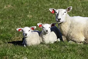 Tags: Sheep - adult and two lambs with tags in ears