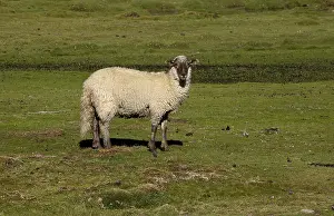 Atacama: Sheep - Atacama - Chile