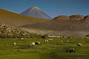 Atacama: Sheep - Atacama - Chile
