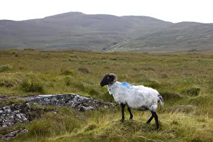 Heaths: Sheep with black face painted by his owner Ireland