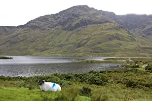 Heaths: Sheep with black face painted by his owner Ireland