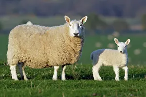 Familes: Sheep, Border Leicester - ewe with lamb on meadow