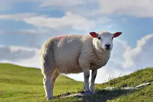 Irish: Sheep on Bray Head, Valentia Island, County Kerry