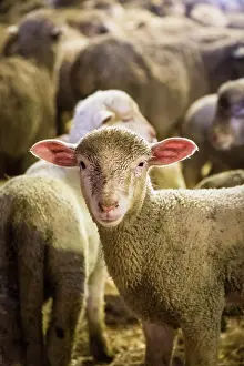 Sheepfolds: Sheep breeding, Coussoul de Crau natural reserve