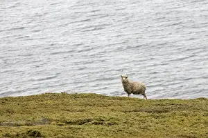 Islets: Sheep breeding free on Saunders island Falkland