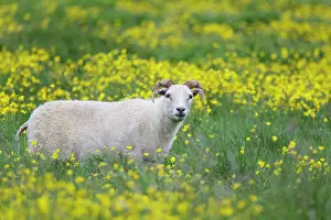 Buttercups: Sheep - in buttercup meadow