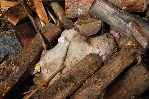 Disasters: Sheep carcass after a flood in the Var France