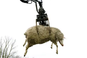 Renderrings: Sheep carcass loaded into the hopper of the renderer