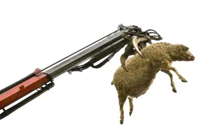 Renderrings: Sheep carcass loaded into the hopper of the renderer