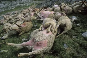 Deaths: Sheep carcass after a storm blasted France