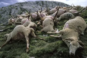 Pieces: Sheep carcass after a storm blasted France