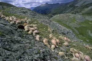 Pieces: Sheep carcass after a storm blasted France