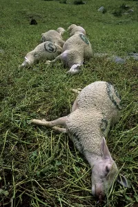 Deaths: Sheep carcass after a storm blasted France