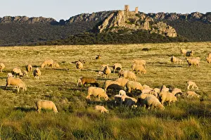 Communities: Sheep and Castle Almorchon Extremadura La Serena