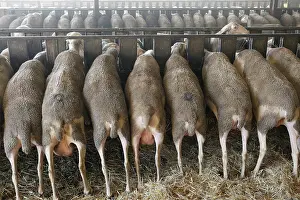 Markets: Sheep at cattle market