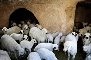 Housing: Sheep in a cave in Uchisar - Cappadocia Turkey