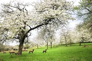 Lambs: Sheep under the Cherry blossoms - Northern Vosges France