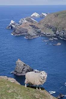 Hermaness: Sheep - on cliff edge at Hermaness