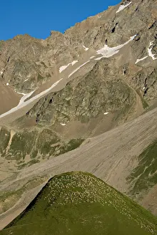 Necks: Sheep on the Col du Lautaret Massif des Ecrins in summer