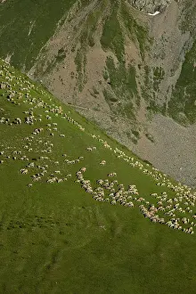 Necks: Sheep on the Col du Lautaret Massif des Ecrins in summer
