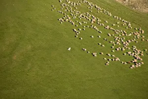 Necks: Sheep on the Col du Lautaret Massif des Ecrins in summer