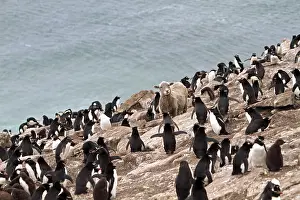 Multitudes: Sheep in a colony of Rockhopper Penguins Falkland Islands