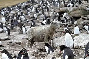 Multitudes: Sheep in a colony of Rockhopper Penguins Falkland Islands