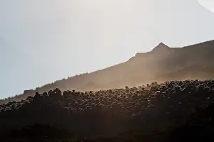 Multitudes: Sheep coming together for the night Ubaye Alps France