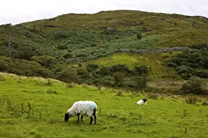 Heaths: Sheep in Connemara NP Irlande