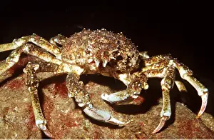 Crabs: SHEEP CRAB - FACING