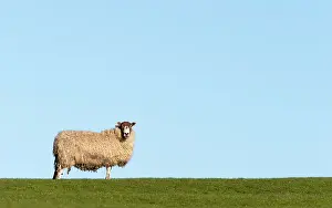 Landforms: Sheep on the crest of a hill at spring - GB