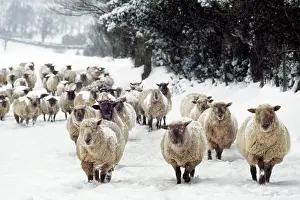 Elizabeth Bomford: Sheep - Cross Breeds in snow