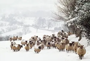 Elizabeth Bomford: SHEEP - Crossbreds - in snow
