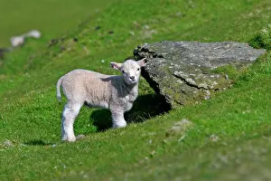 Unst: Sheep - cute lamb hiding under rock and looking into camera