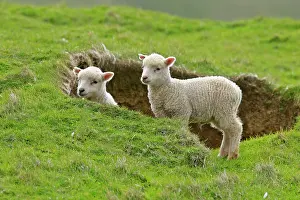 Depression: Sheep - two cute lambs looking out from behind a depression