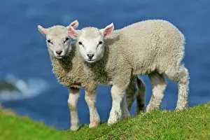 Unst: Sheep - two cute lambs standing on cliff edge looking
