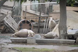 Destroy: Sheep dead after a flood in the Var France