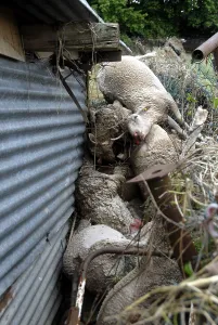 Disasters: Sheep dead after a flood in the Var France