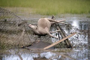 Barriers: Sheep dead after a flood in the Var France