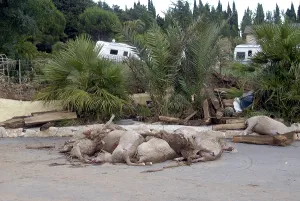 Disasters: Sheep dead after a flood in the Var France