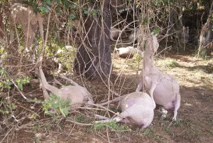 Disasters: Sheep dead after a flood in the Var France