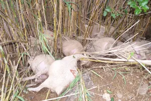 Disasters: Sheep dead after a flood in the Var France
