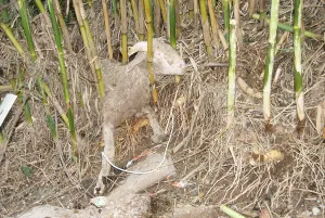 Disasters: Sheep dead after a flood in the Var France