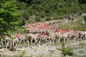 Terraced: Sheep decorated with pompoms during transhumance Cevennes