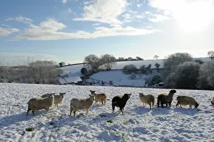 Mule: Sheep on a Devon Farm